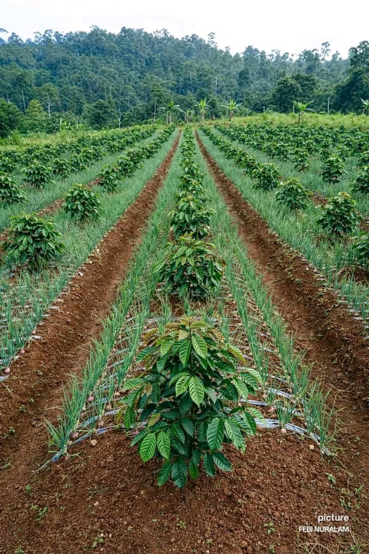 Sécurité Alimentaire